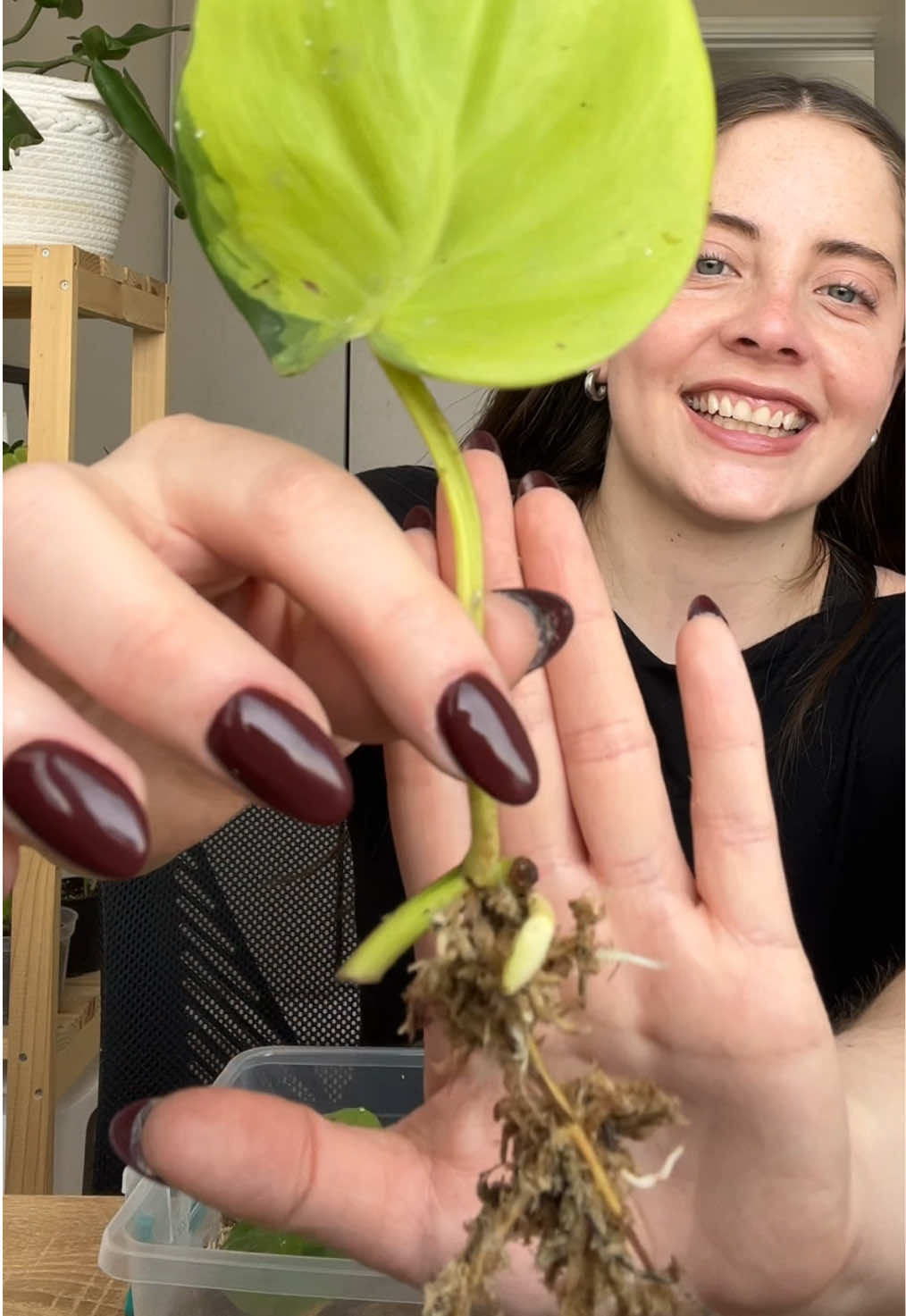 Respuesta a @carla castillo update de la caja de propagación: 1 mes🪴#chile #plantas #propagaciondeplantas 
