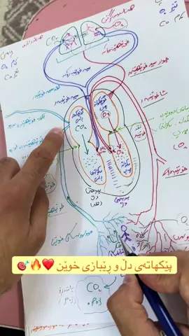 شیکردنەوەی بابەتی دڵ 🫀 ئێستا لە تێلگرامەکەم بەردەستە 🎯💯 #erbil #kurdistan #iraq #slemani #karkuk_کەرکوک 