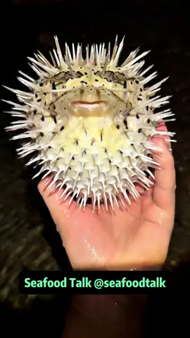 #sealife #marinelife #LearnOnTikTok #marinebiology #pufferfish 