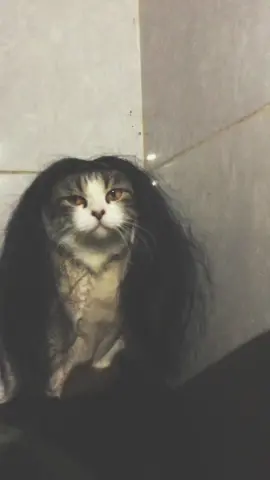 Penghuni kamar mandi 👻 #fyp #viral #usingcloath #kucing #cat 