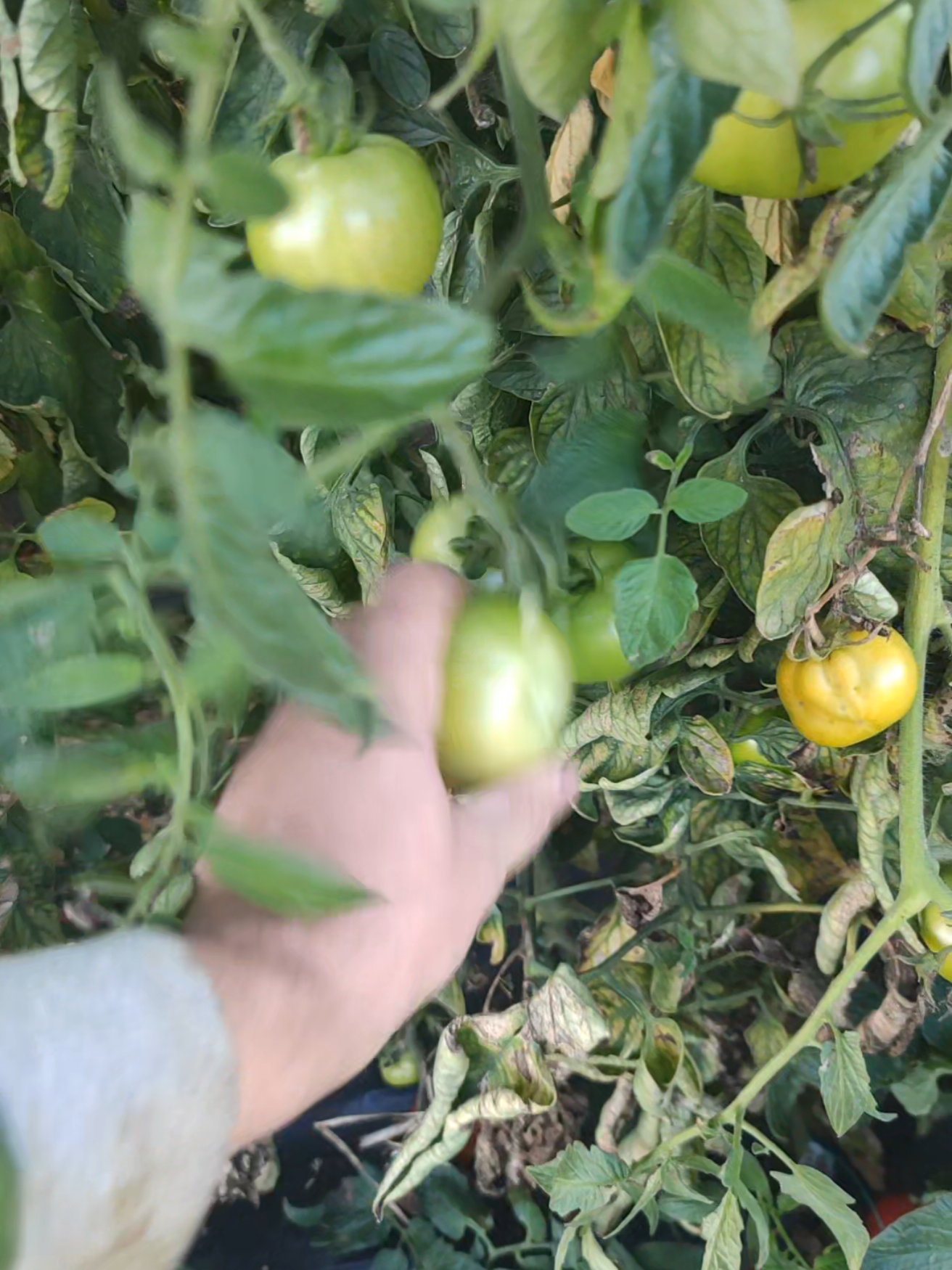 #gogonele #lamurat #muraturi #gogonelemurate🍅 