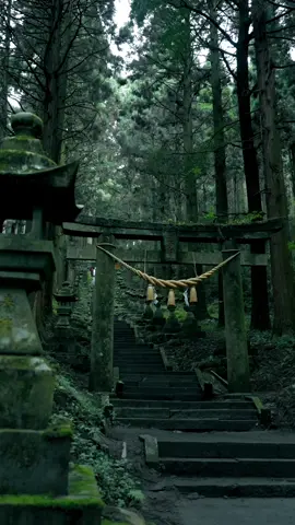 📍日本の美しいスポット【日本】 Beautiful Spots in Japan Did you have a favorite prefecture? 📍熊本県-上色見熊野座神社 📍神奈川県-箱根神社 📍鹿児島県-山神社 📍滋賀県-百済寺 📍長崎-一本鳥居 📍山梨県-氷室神社 📍山形県-丸池様 📍佐賀県-大魚神社 🎥 @howell.wakayama  Camera: SONY ZV-E1 / FE35mm F1.4 GM , FE24-70 F2.8 GM Gimbal : DJI RS4 ______________ #Japan #japantravel #japantrip #torii #japanese   