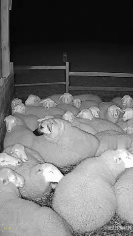 The Kangal in Disguise — The Wolf Never Saw It Coming 🐕🐑🐺🌙 I’ll pick the best title and tag you! 🏷️ In the quiet of the night, the flock slept — unaware of the lone wolf creeping closer through the shadows. 🌾🔥 But one “sheep” wasn’t sleeping. It was a Kangal in disguise. The wolf took one step too close… then came the roar. The guardian awoke and chased him into the dark. 💥🐾 What should we call this brilliant act of courage? Comment your best title below 👇 💬 The most-liked comment becomes the title of the next video! ❤️ Like if this made you respect the Kangal even more 🐾 Follow for more wild stories of loyalty and instinct #fy #fyp #fypage #foryoupage ##fyppppppppppppppppppppppp 