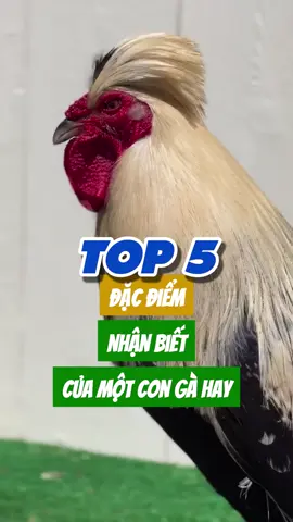 Top 5 đặc điểm nhận biết của một con gà hay #chienke #tiktokgachoivietnam❤️ #toiyeugachoi❤️❤️❤️ #gàchoivietnam🇻🇳 #TikTokAwardsVN 
