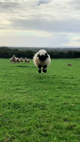 #البوسنة #البوسنه #viral #explore #foryou 