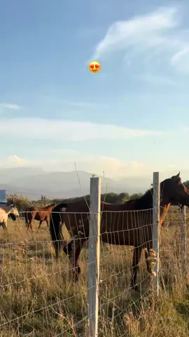 #рекомендации #р_е_к_о_м_е_н_д_а_ц_и_и #лошадь#жылқы