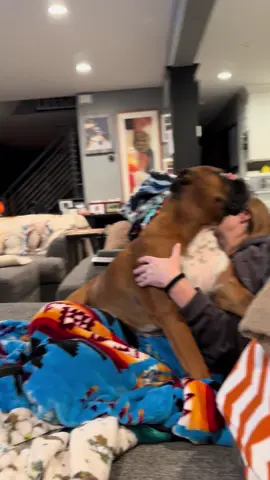 Zeus thinks he’s a ten pound puppy and that is one of the best things about him! #zeustheboxerdog #lunatheboxerdog #boxerdogsoftiktok #boxerdogs #boxersrule 