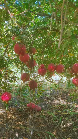 #foryou #fyp #fypシ #fypシ゚viral 