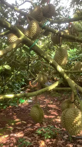 Thương ông chồng vất vả cả năm mà lổ công 