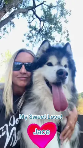 Life with this dog makes every day better. My sweet love! My Jace! #Love #dogmom #dog #dogsoftiktok #bettertogether 
