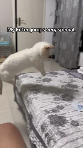 It's so cute.My friend said he learned it from rabbits.#kitten #funnycat #fyp #petlife #catsoftiktok 