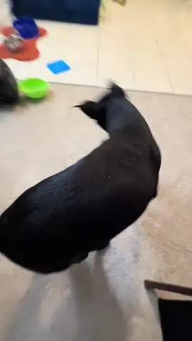 HAPPY SATURDAY 😛😛😛 r we outside tonight? 🫣 #fyp #dog #dance #funny #silly 