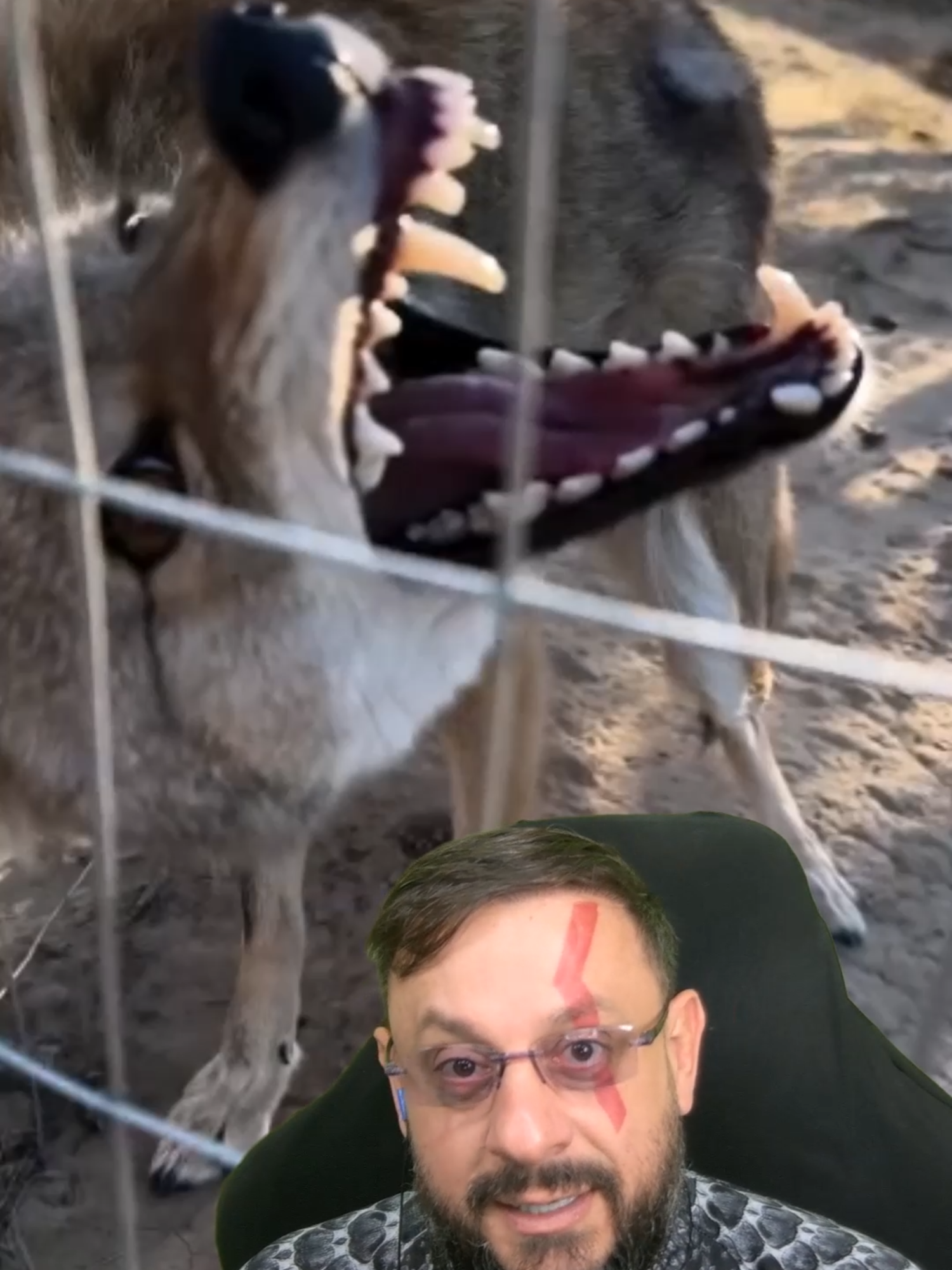 Vocalização do coiote ? #biologohenrique #animais #bichoesperto #biologo