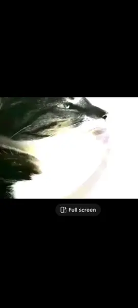#CapCut 