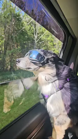 Happy Saturday Besties we wish you a beautiful and pawtastic day 💕 ❤️#dogsoftiktok #dogcommunity #dogtok #dallymaeemberrae 