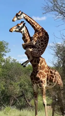 Animais que ninguém gosta..😑 #curiosidades #animais #natureza #brasil🇧🇷 