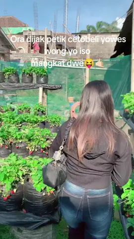 penting nekat🥲 #trending  #petikstrawberry #kopeng 