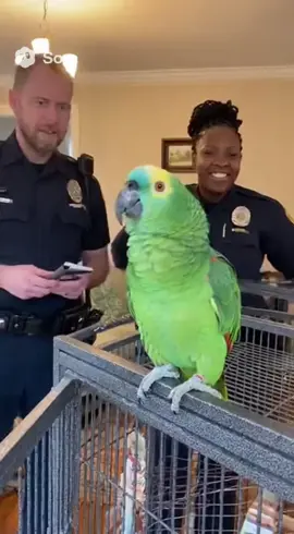 Parrot Interrogation 2: Police Can't Stop Laughing .  #HilariousParrot #ParrotComedy #FunnyAnimals #PoliceLaughs #viralanimals 