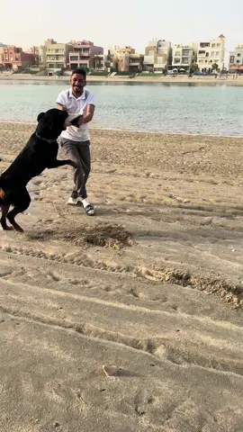 Quick Video For Bruno Vom Bnaider / / #video #bnaider #dogs #sea #q8 