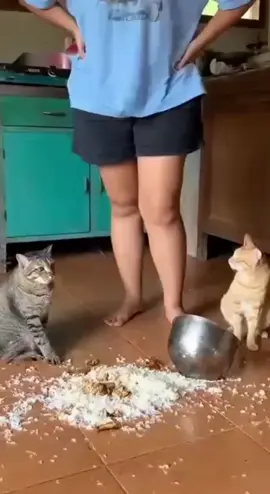 onyen onyen#videoviral #kucing #oyen #trendingvideo #fyp 