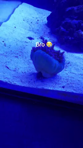 this is the goofiest thing i’ve ever seen #reeftank #mochastormclownfish #crab #anemone #funny 