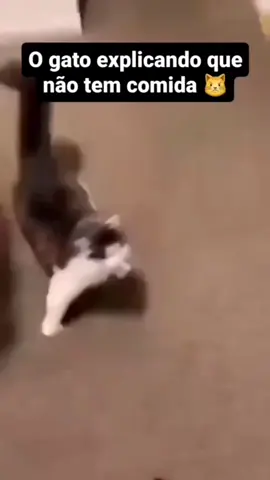 o gato perdendo a paciência 😬😂🤣