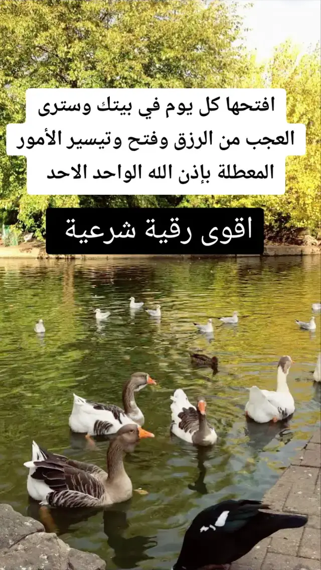 افتحها كل يوم في بيتك وسترى العجب من الرزق وفتح وتيسير الأمور المعطلة بإذن الله الواحد الاحد #رقية_شرعية #رقية #اكسبلور #quran #explore 