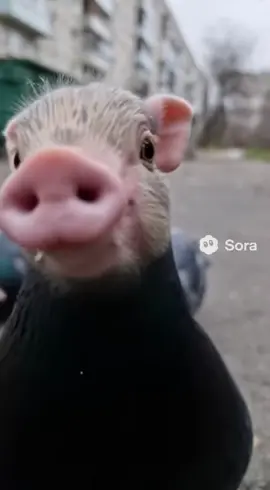 #ai #pig #pigeon #funny 
