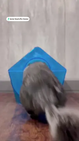 🫧 Just a Chinchilla and bath time! 💦 Our little fluff ball is enjoying his mini spa day and stealing hearts while at it 😍 Come check him out today and learn why chinchillas make such adorable, low-maintenance pets! 🐭💖 📍 Safari Stan’s Pet Center, 142 Amity Rd, New Haven 📞 203-901-1003 ext 1 🔗 www.safaristanspetcenter.com #chinchilla #smallpets #fluffyfriends #safaristanspetcenter #petstorelove    