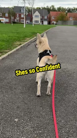Still have to pinch myself she is so confident and such a happy little girl #chihuahuafanclub #cutedogs #chihuahuapuppy