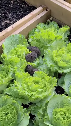 Bunnies 😍 #garden #gardening #landscape #plants 
