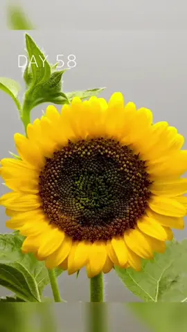 مرحلة نمو شجرة حبة الشمس #زراعه ماشاءالله تبارك الرحمن 