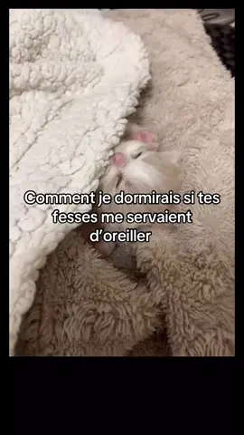 C’est tellement confortable 🤗 #fyp #chat #pourtoi #gf #bf 