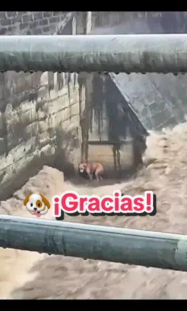 Gracias a los héroes anónimos que están dando todo para rescatar a los más desprotegidos 🐶 #pozarica #rescate #perro #mascotas #heroe 