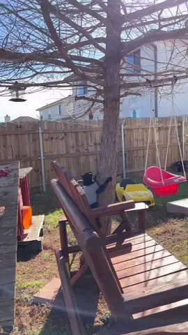 #felipitoeladoptado #gatostiktok #leoelmamalon 