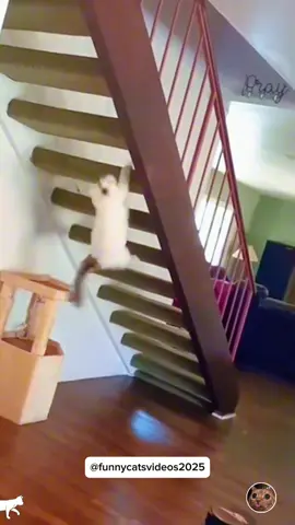 Is that really how you climb the stairs? 😂 #funnycat #funnyvideos #cat #fyp #pourtoi 