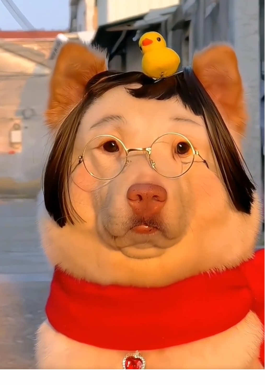 Xinh gái lại còn đeo kính #tiktok #xuhuong #viral #pet #thucung 