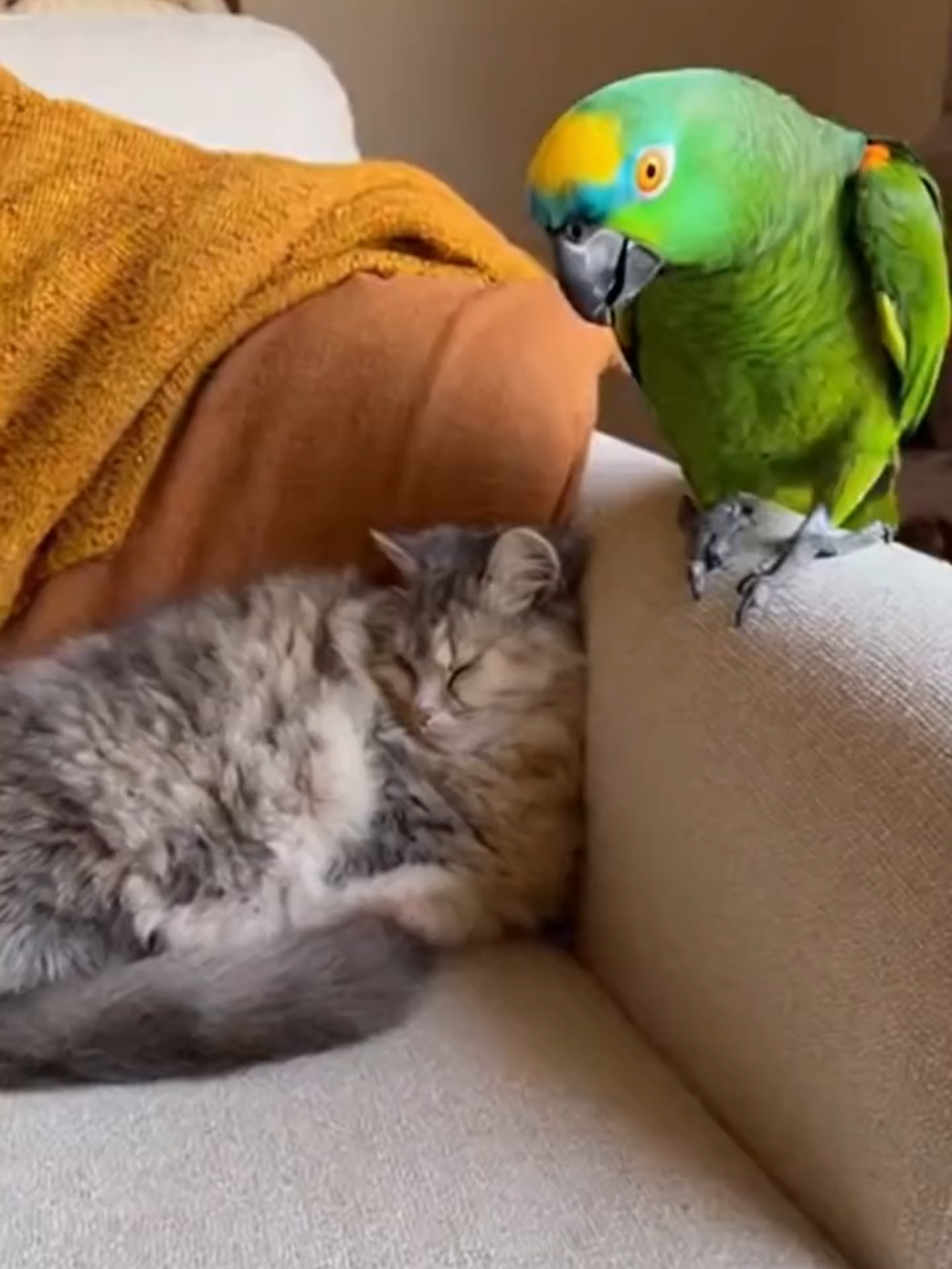 The Parrot Who Talked Too Much   #tranding #fyp #parrot #funnyvideos