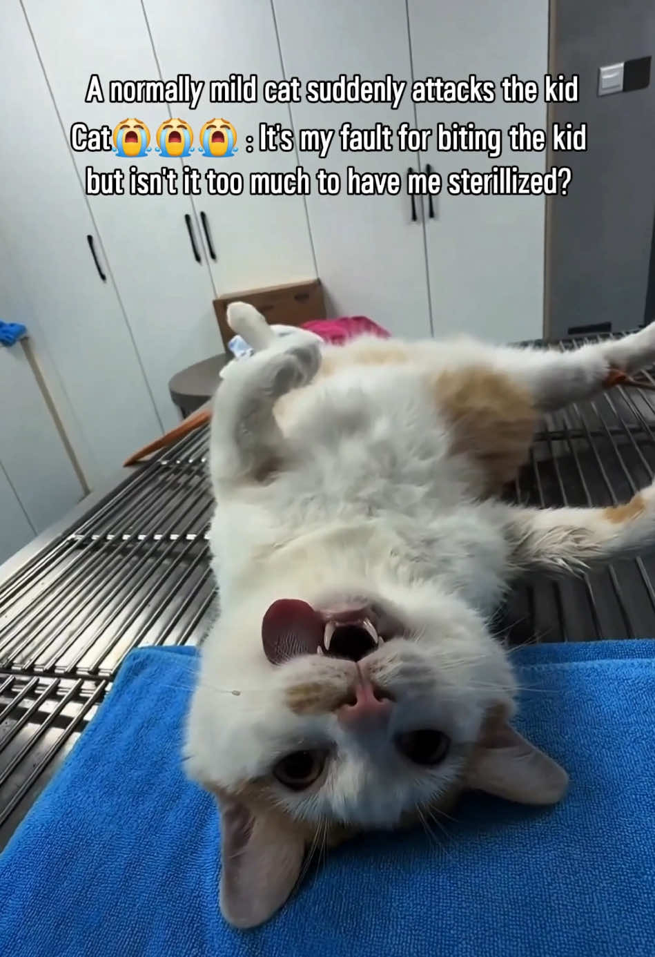 Oh my goodness #pet #cat #dog #cattoy #catsoftiktok 