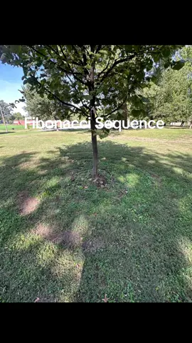 #tartarianempire #fibinaccisequence #christconsciousness #askquestions #asé  Pay attention to the trees! They tell so many stories. I used to climb those tree I named Albert at my babas house - I’ve always known their power🫶🏽💖