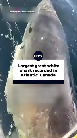 The largest great white shark ever recorded in the Atlantic Ocean has been spotted off the coast of Newfoundland and Labrador!🦈 Weighing over 1,600 lbs and measuring nearly 14 feet, this massive male shark was tracked by OCEARCH. #Canada #shark