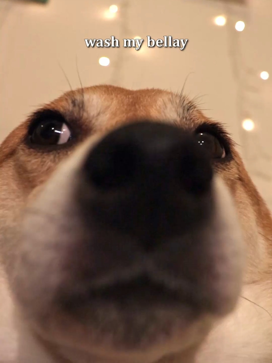 so smug . #foryou #dogsoftiktok #doglovers #shibainu #pibble 