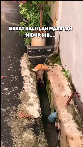 kau ni ape''😂 #fypシ゚  #fyp  #fyppppppppppppppppppppppp  #story  #kucingtiktok 