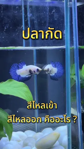 ปลากัดสีไหลเข้าตอนโตหมดเลย 🎨🎏 #ปลากัด #ปลากัดสวยงาม #ปลากัดสีไหลเข้า #ปลากัดแฟนซี #เลี้ยงปลาสวยงาม 