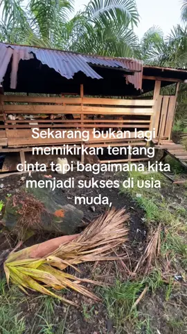 #petaniindonesia🇮🇩🇮🇩🇮🇩 #peternakmuda fyp story petani muda kalbar #🐄🐄 