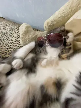 тгк: Хлоя и Фрейя - заказать сигну можно там 🐈