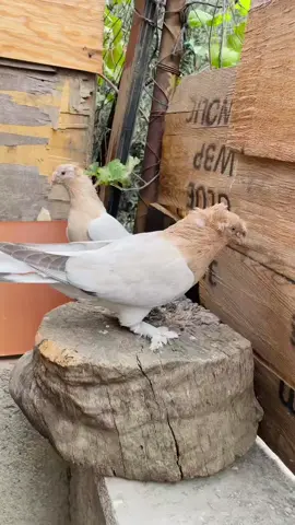 #masallah🧿 #cifttepe  #mermeri #üretim #kırışcımehmet bunlarda yavrurariyla Antalya'ya hayırlı olsun ins hayrını gör değerli abim @ASİ ZİYA 