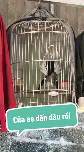 Mái 2025 của e đây. Biết múa rồi chỉ chờ biết hát nữa thôi 🐦‍⬛🐦#choethan #toiyeudongvat❤ #choethanhotmua 