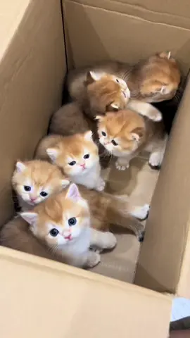 Mời đoàn mình di chuyển vào xem mèo #cat #MèoTênMỡ #catlover #meogolden #meoanhlongngan 