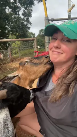 #farm #donkey #horse #goat #farmanimals 
